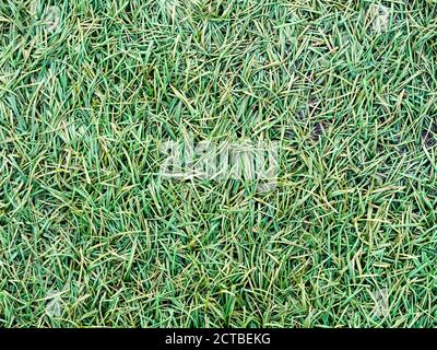 vista dall'alto sul prato all'aperto con erba verde artificiale Foto Stock