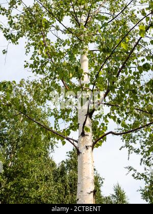 Vista dal basso dell'albero di betulla verde (betula pubescens, betulla bianca europea) nella città di Mosca in settembre mattina Foto Stock