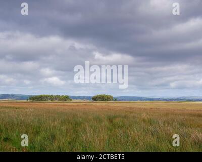 Alberi nel paesaggio vicino a LLanmadoc nel Whiteford National Riserva naturale Gower Peninsula Galles Regno Unito Foto Stock