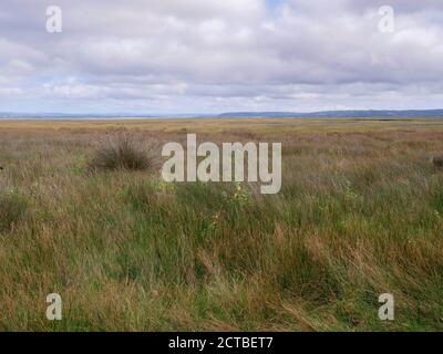 Alberi nel paesaggio vicino a LLanmadoc nel Whiteford National Riserva naturale Gower Peninsula Galles Regno Unito Foto Stock