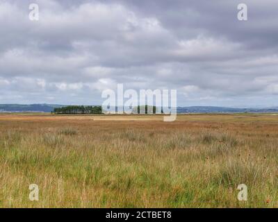 Alberi nel paesaggio vicino a LLanmadoc nel Whiteford National Riserva naturale Gower Peninsula Galles Regno Unito Foto Stock