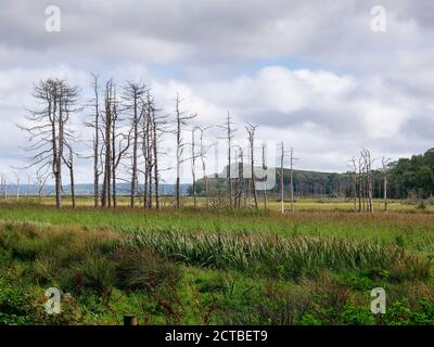 Alberi nel paesaggio vicino a LLanmadoc nel Whiteford National Riserva naturale Gower Peninsula Galles Regno Unito Foto Stock