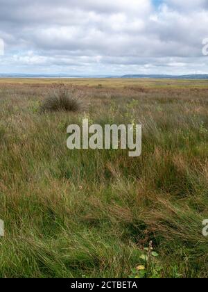 Alberi nel paesaggio vicino a LLanmadoc nel Whiteford National Riserva naturale Gower Peninsula Galles Regno Unito Foto Stock