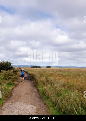 Alberi nel paesaggio vicino a LLanmadoc nel Whiteford National Riserva naturale Gower Peninsula Galles Regno Unito Foto Stock