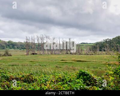 Alberi nel paesaggio vicino a LLanmadoc nel Whiteford National Riserva naturale Gower Peninsula Galles Regno Unito Foto Stock