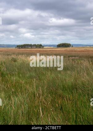 Alberi nel paesaggio vicino a LLanmadoc nel Whiteford National Riserva naturale Gower Peninsula Galles Regno Unito Foto Stock