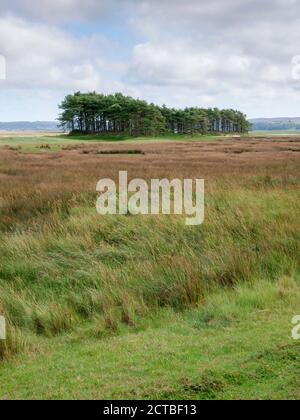 Alberi nel paesaggio vicino a LLanmadoc nel Whiteford National Riserva naturale Gower Peninsula Galles Regno Unito Foto Stock