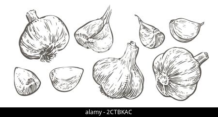 Set di illustrazioni vettoriali disegnate a mano di aglio. Schizzo di cibo Illustrazione Vettoriale