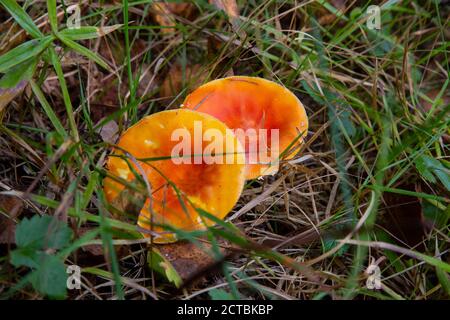 rosso mosca agarico luminoso bello nella foresta d'autunno Foto Stock