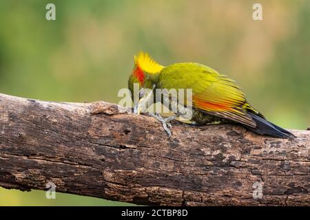 Un Picus chlorolophus (Picus chlorolophus), un picchio di Yellownape, impegnato a forare su un tronco di albero nelle foreste di Sattal in Uttarakhand, India. Foto Stock