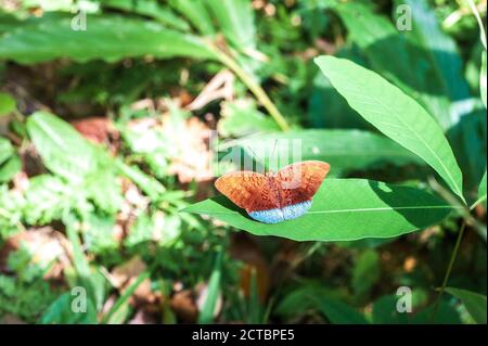 Comune earl tropicale farfalla. Colorato Tanaecia julii odilina insetto seduta su foglia verde nella giungla Foto Stock