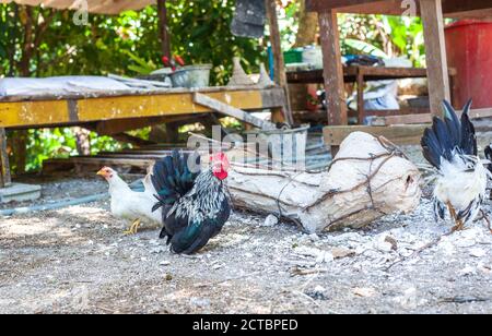 Nani colorati gallo e galline bianche che camminano nel cortile della fattoria Foto Stock