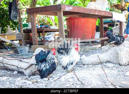 Nani colorati gallo e galline bianche che camminano nel cortile della fattoria Foto Stock
