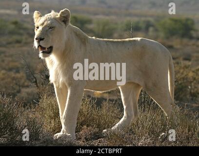 Sub adulto leone bianco (Panthera leo ) profilo laterale Foto Stock