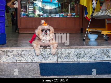 Divertente arrabbiato Shih Tzu piccolo cane sdraiato a due passi negozio Foto Stock