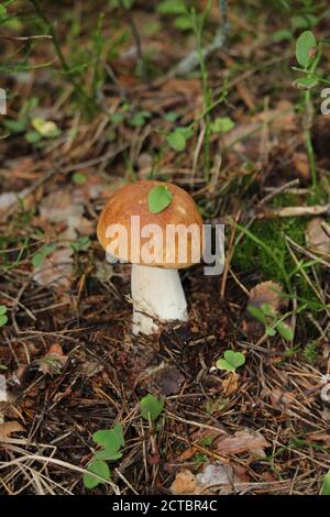 In settembre le piogge arrivarono, e poi tutti insieme crebbero funghi: Boleto e boleto, e boleto, e bianco. Foto Stock