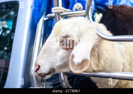 Trasporto di bestiame in camion pick-up. Pecora bianca in auto Foto Stock