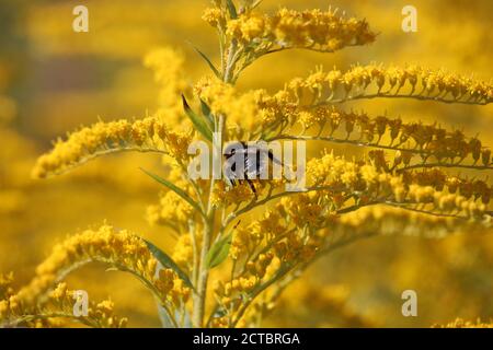 l'ape raccoglie il miele in fiori gialli in un'estate brillante giorno Foto Stock