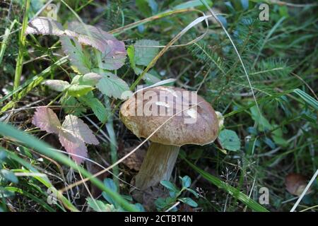 In settembre le piogge arrivarono, e poi tutti insieme crebbero funghi: Boleto e boleto, e boleto, e bianco. Foto Stock