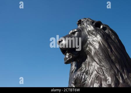 Uno dei quattro famosi leoni che custodisce la colonna di Nelson in Trafalgar Square, Londra, Inghilterra. Foto Stock