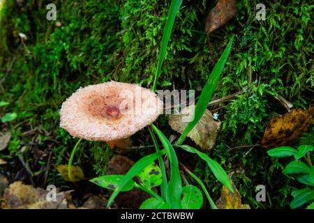 Lactarius torminosus, uomo maledetto, nella foresta autunnale. Il fungo è commestibile. Più adatto per inscatolamento. Foto Stock