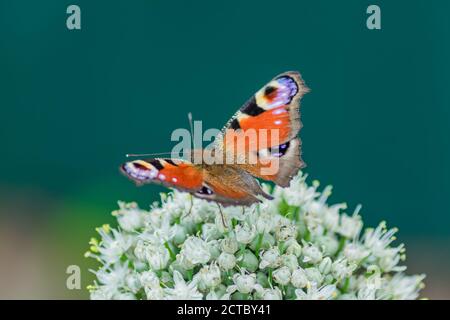 peacock occhio farfalla seduta su fiore allio su sfondo verde Foto Stock