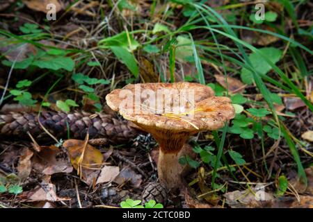 Fungo agarico nuvoloso Clitocibe nebularis . Uno di una truppa di funghi in famiglia Foto Stock