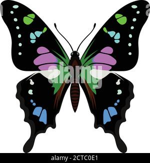 Vector farfalla a coda di rondine puntate viola dalla Nuova Guinea (Graphium weiskei) Illustrazione Vettoriale