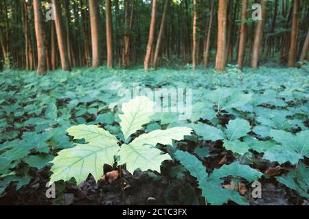 Giovani piantine di quercia in foresta di querce. Natura boschi e alberi sfondo Foto Stock