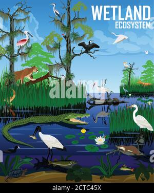 Illustrazione vettoriale dell'ecosistema delle zone umide. Pantanal Florida Everglades paesaggio con animali. Illustrazione Vettoriale