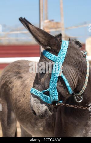 Ritratto di un grazioso asino grigio con briglia blu Foto Stock