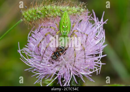 Green Lynx Spider, Peucetia viridans, femmina da mangiare sulla mosca del soldato catturato, Famiglia Stratiomiidae, su Thistle Tall, Cirsium altissimum Foto Stock