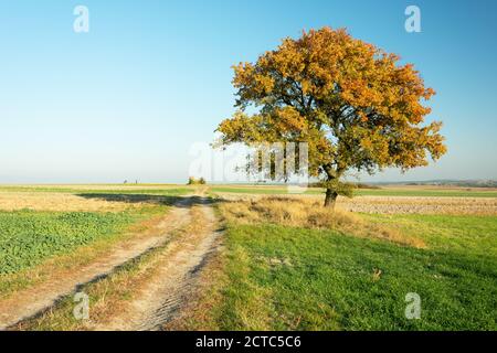 Albero di autunno colorato su una strada sterrata Foto Stock