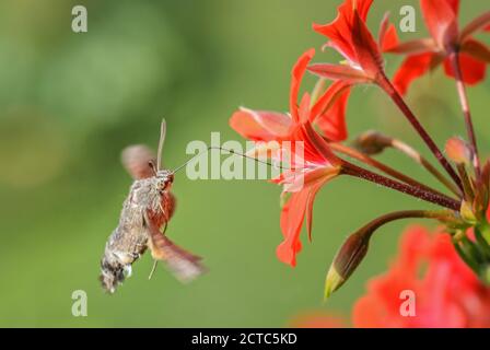 Humming-bird Hawk-Moth - Macroglossum stellatarum, bella piccola falkmoth da prati europei, Zlin, Repubblica Ceca. Foto Stock