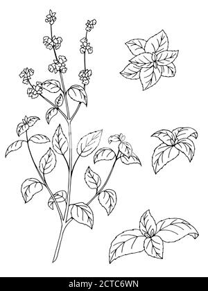 Basilico erba fiore grafica arte bianco nero isolato schizzo illustrazione vettore Illustrazione Vettoriale