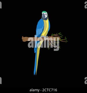 Macaw di uccello blu-e-giallo in piedi sul ramo, l'illustrazione del vettore isola lo sfondo nero. Illustrazione Vettoriale