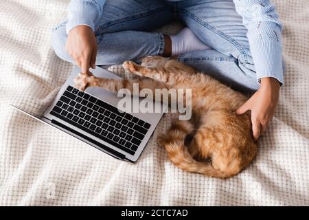 Vista dall'alto della donna in jeans che toccano il gatto tabby mentre utilizzo di un computer portatile a letto Foto Stock