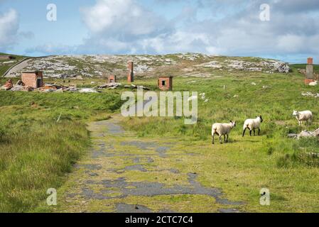 Grattugia di pecore alle rovine del forte di Lenan Head sulla costa settentrionale della contea di Donegal Irlanda. È stato usato per proteggere Lough Swilly Foto Stock