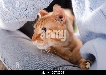 Vista ritagliata del gatto zenzero seduto vicino alle gambe sulla donna Foto Stock