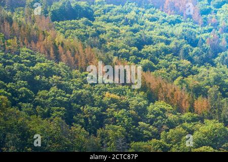 Spruces marrone morto in una fila diagonale tra verde sano Alberi decidui su un pendio nelle montagne di Harz Foto Stock