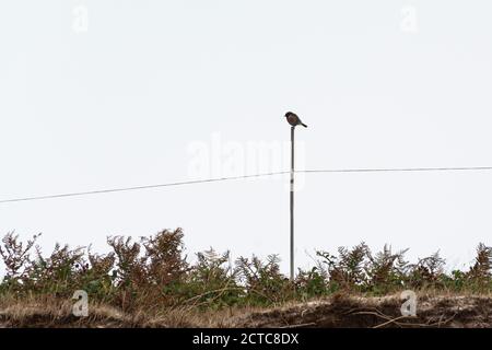 Un maschio stonechat (Saxicola rubicola) appollaiato su un palo Foto Stock