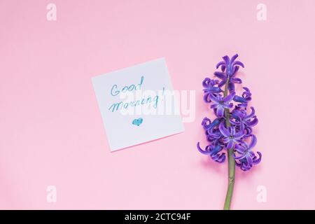 Buona etichetta di carta del mattino e fiore viola di giacinto su pastello sfondo rosa Foto Stock