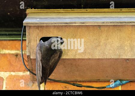 Swift comune (Apus apus), uccello adulto che entra uomo fatto nido box Colby, Norfolk, Regno Unito, 31 maggio 2020 Foto Stock