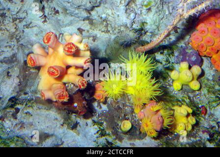 Coralli a tazza di pietra, Dendrophyllia sp. Foto Stock