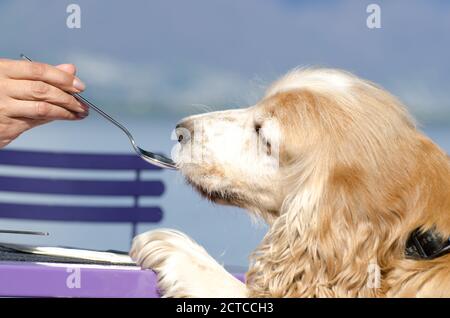 Cocker Spaniel cane mangiare da un cucchiaio. Foto Stock