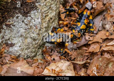 fuoco salamander coperto di foglie Foto Stock