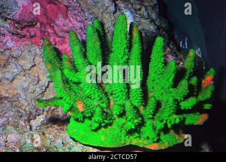 Coralli di pietra artificiali (Acropora), colorati artificialmente Foto Stock