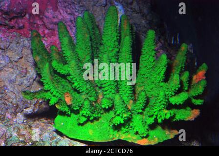 Coralli di pietra artificiali (Acropora), colorati artificialmente Foto Stock