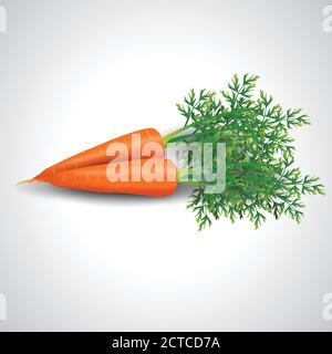 carota fresca isolato sfondo bianco. illustrazione vettoriale Illustrazione Vettoriale