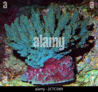 Coralli di pietra artificiali (Acropora), colorati artificialmente Foto Stock